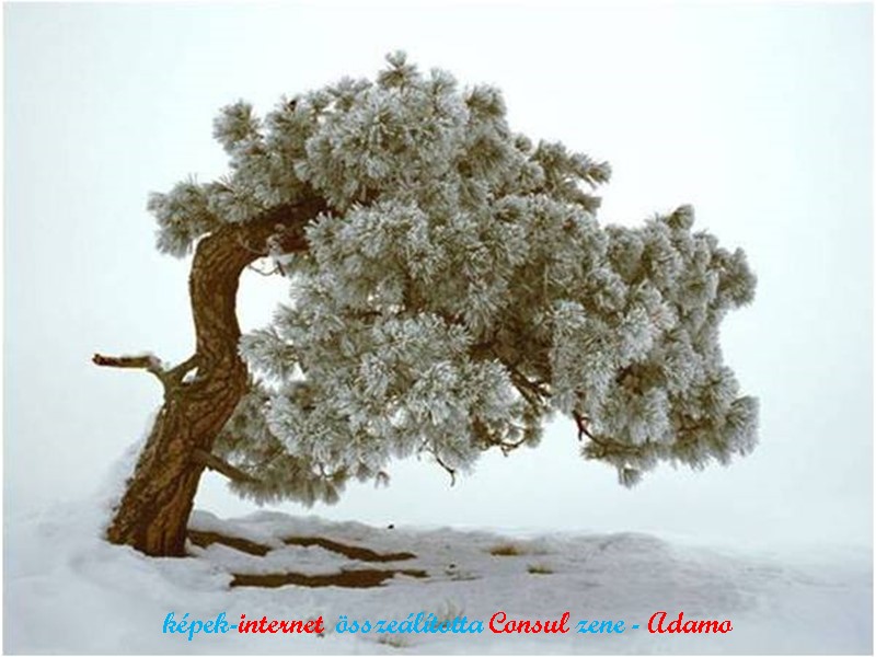 képek-internet  összeálította Consul zene - Adamo